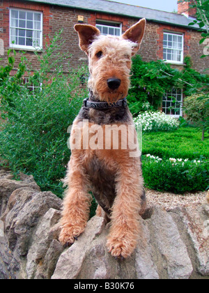 Stammbaum Airedale Terrier Hund im freien Füßen auf Wand bewachen Haus JMH3148 Stockfoto