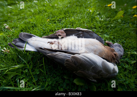 Eine tote Taube im Garten von einer Katze gefangen Stockfoto