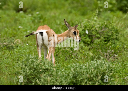 Young Grant-Gazelle (Gazella Grantii) Stockfoto