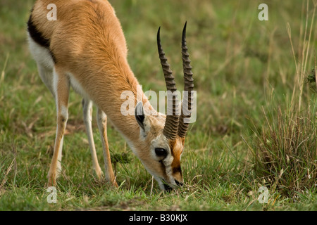 Thomson es Gazelle (Gazella Thomsonii) Stockfoto