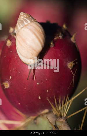 Land-Schnecke auf Prickly Pear Cactus Tuna (Frucht) Stockfoto