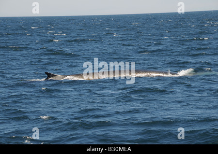 Ein Finnwal im Atlantischen Ozean vor St. Anthony, Neufundland. Finnwale sind die zweitgrößte Wale in der Welt. Stockfoto