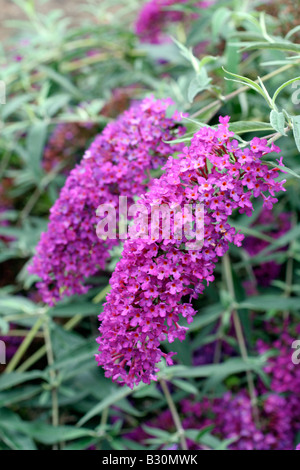 BUDDLEJA DAVIDII NANHO PURPLE Stockfoto