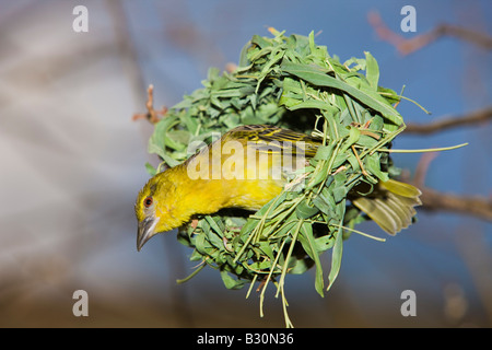 Dotterhäutchen Masked Weaver Textor Vitellinus Ploceus Vitellinus Tansania Serengeti Nationalpark Stockfoto