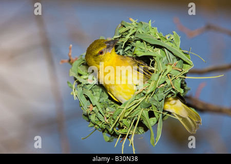 Dotterhäutchen Masked Weaver Textor Vitellinus Ploceus Vitellinus Tansania Serengeti Nationalpark Stockfoto