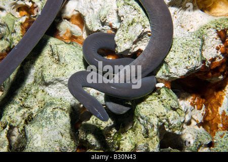 Wormsalamander Typhlonectes Compressicauda Brasilien Amazonas Stockfoto