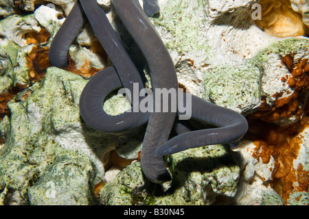 Wormsalamander Typhlonectes Compressicauda Brasilien Amazonas Stockfoto