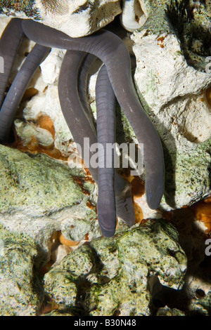 Wormsalamander Typhlonectes Compressicauda Brasilien Amazonas Stockfoto