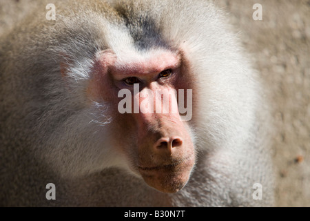 Hamadryas Pavian männlichen Papio Hamadryas Äthiopien Afrika Stockfoto