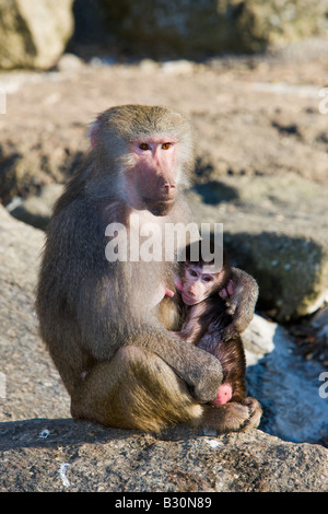 Hamadryas Pavian Papio Hamadryas Äthiopien Afrika Stockfoto