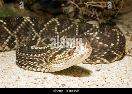 Rattle Snake Crotalus durissus Stockfoto