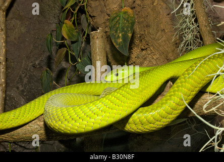 Green Mamba Dendroaspis angusticeps Stockfoto