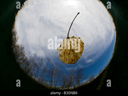 Blatt in Deutschland Echinger Weiher See München Bayern Stockfoto