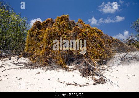 Pflanzen am Bikini Beach Marshallinseln Bikini Atoll Mikronesien Pazifischen Ozean Stockfoto