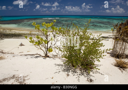 Pflanzen am Bikini Beach Marshallinseln Bikini Atoll Mikronesien Pazifischen Ozean Stockfoto