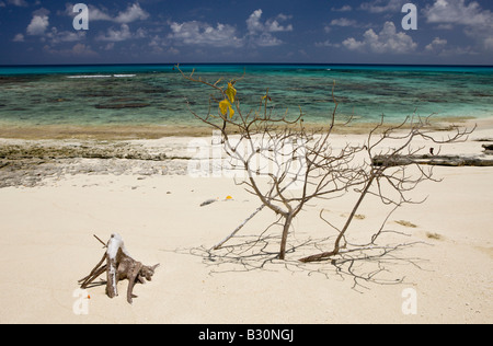 Strand und Lagune Bikini Marshallinseln Bikini Atoll Mikronesien Pazifischen Ozean Stockfoto