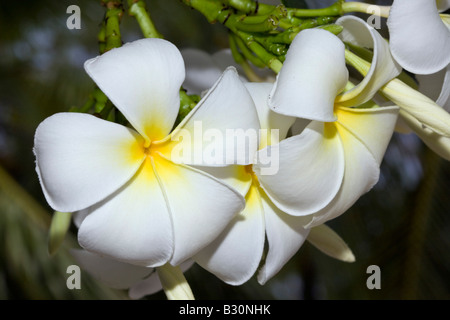 Plumeria Blumen Plumeria Alba Marshallinseln Bikini Atoll Mikronesien Pazifischen Ozean Stockfoto