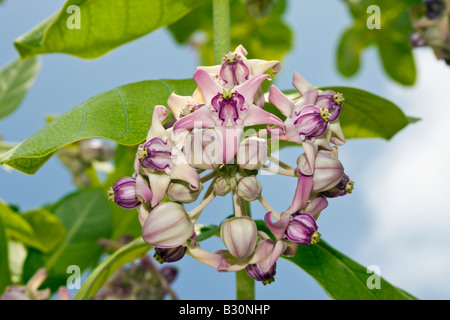 Blume-Marshall Inseln Bikini Atoll Mikronesien Pazifischen Ozean Stockfoto