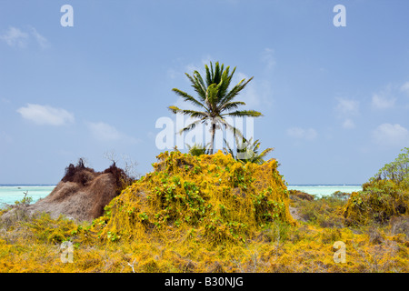 Pflanzen am Bikini Beach Marshallinseln Bikini Atoll Mikronesien Pazifischen Ozean Stockfoto