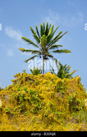 Pflanzen am Bikini Beach Marshallinseln Bikini Atoll Mikronesien Pazifischen Ozean Stockfoto