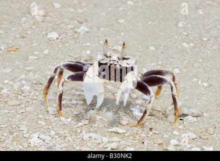 Krabbe am Bikini Beach Marshallinseln Bikini Atoll Mikronesien Pazifischen Ozean Stockfoto