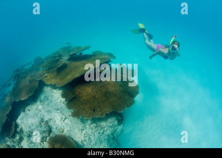 Schnorchler über Korallen im Bikini Lagune Marshallinseln Bikini Atoll Mikronesien Pazifik Stockfoto