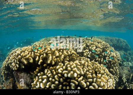 Korallen im Bikini Lagune Marshallinseln Bikini Atoll Mikronesien Pazifik Stockfoto