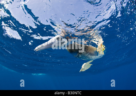 Young Brown Booby Sula Leucogaster Marshallinseln Bikini Atoll Mikronesien Pazifischen Ozean Stockfoto