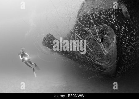 Taucher im 12-Zoll-Geschütze der USS Arkansas Battleship Marshallinseln Bikini Atoll Mikronesien Pazifik Stockfoto