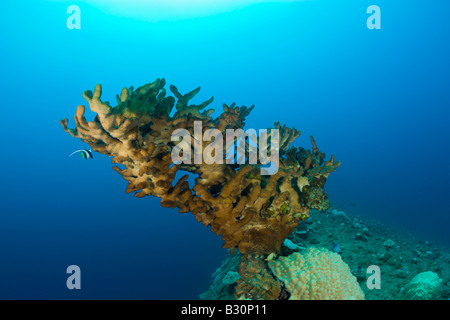 An Unterseite des Wrack HIJMS Nagato Battleship Marshallinseln Bikini Atoll Mikronesien Pazifik große Feuerkoralle Stockfoto