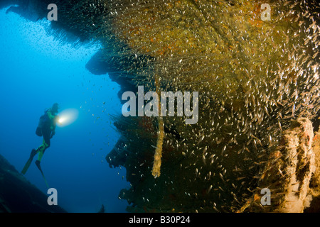 Tauchen am HIJMS Nagato Schlachtschiff Marshallinseln Bikini Atoll Mikronesien Pazifischen Ozean Stockfoto