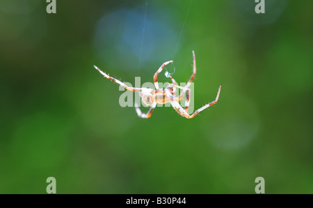 Eine Spinne, Arachnid, im Raum zu schweben, da es eine feine Faser der Seide, die üppige grüne Blätter und Bäume im Hintergrund hängt Stockfoto