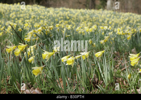 Wilde Narzissen Narcissus Pseudonarcissus in West Dean Woods, West Sussex. Stockfoto