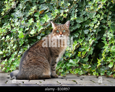 Felis Silvestris F. Catus, Hauskatze, Hauskatze Stockfoto