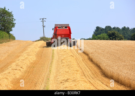 Mähdrescher, die hart arbeiten, um die Ernte einfahren, während die Sonne "North Norfolk" UK scheint Stockfoto