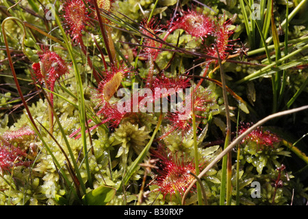 Länglich-leaved Sonnentau, Dronsera Intermedia, wächst in einer sumpfigen Gegend Stockfoto