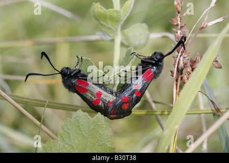 Paar der Paarung 5-Spot Burnet Motten Stockfoto