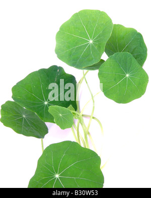 Indische Kresse, gemeinsame Kapuzinerkresse, Tropaeolum Majus, Kapuzinerkresse Stockfoto