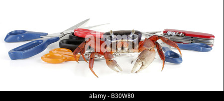 Cardisoma Armatum, Regenbogen-Krabbe, westafrikanische Regenbogen Krabbe Stockfoto