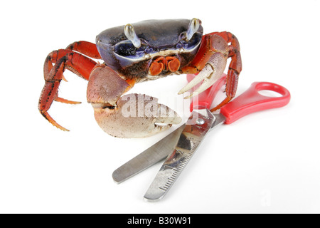 Cardisoma Armatum, Regenbogen-Krabbe, westafrikanische Regenbogen Krabbe Stockfoto