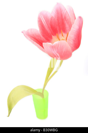 Tulipa spec, Tulpe Stockfoto