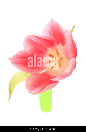 Tulipa spec, Tulpe Stockfoto