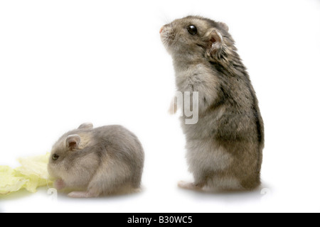 Phodopus Sungorus, gestreifte hairy-footed Hamster, Dzungarische hamster Stockfoto