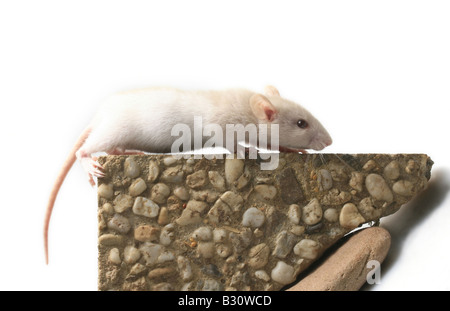 Rattus Norvegicus Forma Domestica, ausgefallene Ratte Stockfoto