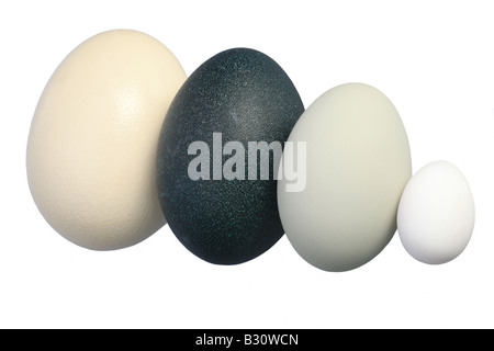 Größenvergleich der Eier von Strauß (größte Ei der Welt), emu, Höckerschwan und Hausgeflügel Stockfoto