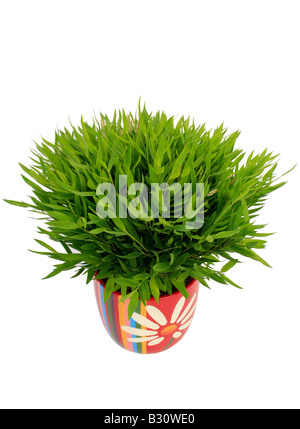 Miniatur-Bambus (Pogonatherum Paniceum), Pflanzen in bunten Topf  Stockfotografie - Alamy