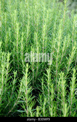 BEREICH DER WACHSENDEN ROSMARIN Stockfoto