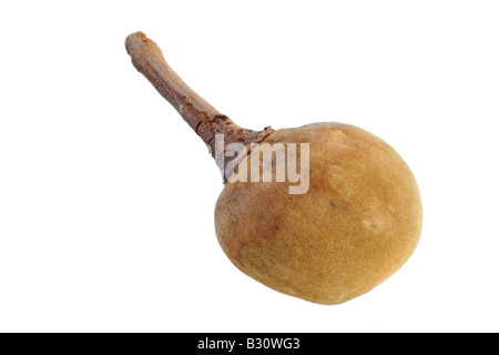 Baobab, Brot Affe, Affe Tamarinde Stockfoto