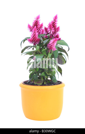 Celosia Venezuela Caracas, Celosia Argentea Plumosa, Celosia Plumosa, Federbusch, Hahnenkamm, Weidenröschen, rote Spinat Stockfoto