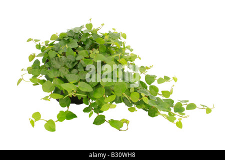 Ficus Pumila, schleichende Feigen, Feigen Wein Stockfoto